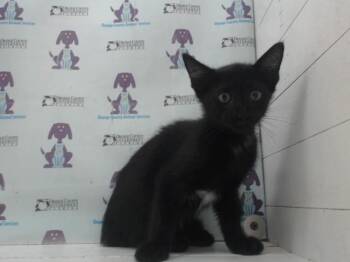 AL -  Domestic Short Hair Cat for Adoption in Orlando, Florida - AL | PetCurious