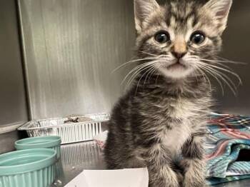 Domestic Short Hair Cats Available for Adoption in Tustin, California - CAKE | PetCurious