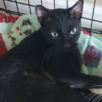 Pavlova -  American Shorthair Cat for Adoption in Mount Vernon, Arkansas - Pavlova | PetCurious