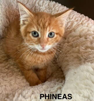 Rescue Domestic Short Hair Cats for Adoption in Gilberts, Illinois - CAT - PHINEAS | PetCurious