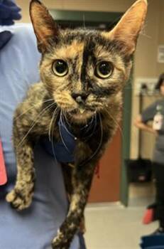 JADEITE 1 -  Domestic Short Hair Cat for Adoption in Rancho Cucamonga, California - JADEITE 1 | PetCurious