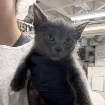 Domestic Short Hair Cats Available for Adoption in New York, New York - Vision | PetCurious