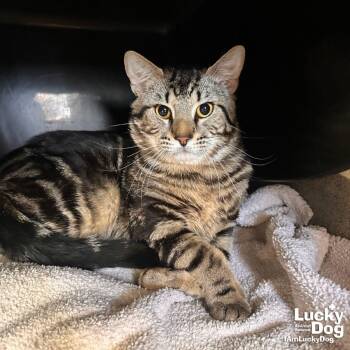 Domestic Short Hair Cats Available for Adoption in Washington, District Of Columbia - Harvey | PetCurious
