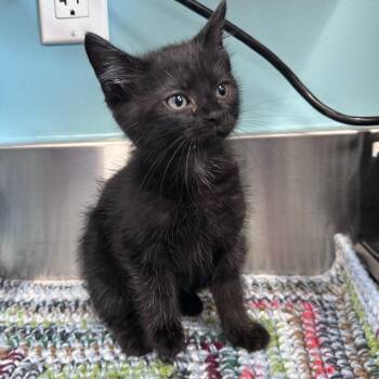 Atlas -  Domestic Short Hair Cat for Adoption in Mount Vernon, Indiana - Atlas | PetCurious