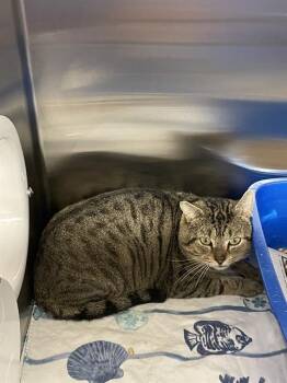 Domestic Short Hair Cats Available for Adoption in Boston, Massachusetts - KOVU-FELV+ | PetCurious