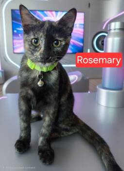 Rosemary 7629 -  Domestic Short Hair Cat for Adoption in Dallas, Texas - Rosemary 7629 | PetCurious
