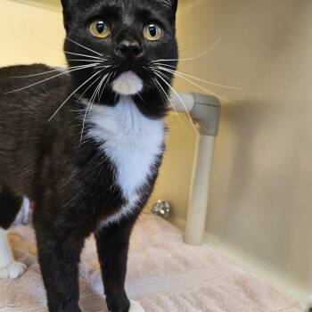 Domestic Short Hair Cats Available for Adoption in Harrisonburg, Virginia - Bob Evans | PetCurious