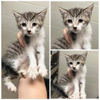 Champ -  Domestic Short Hair Cat for Adoption in Dublin, Virginia - Champ | PetCurious