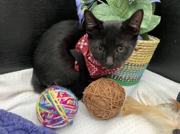 Dino -  Domestic Short Hair Cat for Adoption in Fayetteville, Georgia - Dino | PetCurious