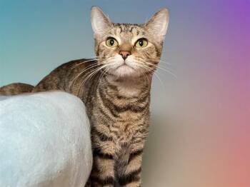 Domestic Short Hair Cats Available for Adoption in Fort Lauderdale, Florida - SUSANNA | PetCurious