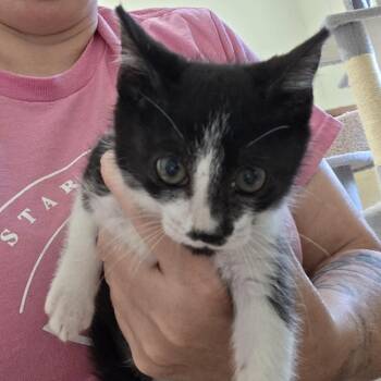 Rolls -  Domestic Short Hair Cat for Adoption in Midland, Texas - Rolls | PetCurious