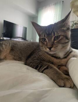 Domestic Short Hair Cats Available for Adoption in Philadelphia, Pennsylvania - Stitch | PetCurious