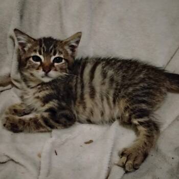 Eddie -  Domestic Short Hair Cat for Adoption in Woodland, California - Eddie | PetCurious