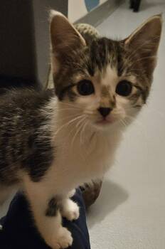 Hazelnut -  Domestic Short Hair Cat for Adoption in Washburn, Wisconsin - Hazelnut | PetCurious