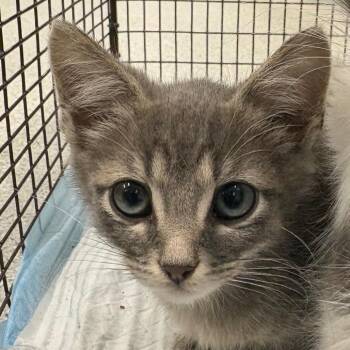 Adam -  Domestic Medium Hair Cat for Adoption in Milton, Florida - Adam | PetCurious
