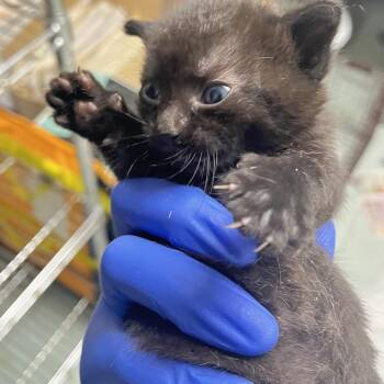 Syrup -  Domestic Short Hair Cat for Adoption in Philadelphia, Pennsylvania - Syrup | PetCurious