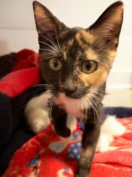 Rescue Domestic Short Hair Cats for Adoption in Champaign, Illinois - Poppyseed | PetCurious