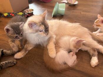 Iris -  Siamese Cat for Adoption in St. Peters, Missouri - Iris | PetCurious