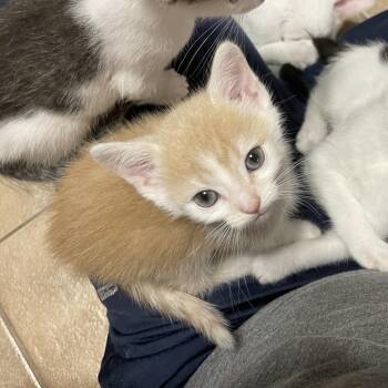 Bon Jovi -  Domestic Short Hair Cat for Adoption in Hemet, California - Bon Jovi | PetCurious
