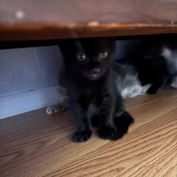 Magnus -  Domestic Short Hair Cat for Adoption in Gainesville, Florida - Magnus | PetCurious