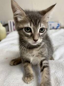 Domestic Short Hair Cats Available for Adoption in San Antonio, Texas - Popsicle | PetCurious