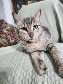 Domestic Short Hair Cats Available for Adoption in Hudson, New Hampshire - Daisy | PetCurious