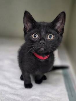 Domestic Short Hair Cats Available for Adoption in Westland, Michigan - Sweet Dreams | PetCurious