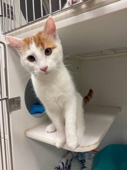 Trumper (Summit) -  Domestic Short Hair Cat for Adoption in Johnson City, Tennessee - Trumper (Summit) | PetCurious