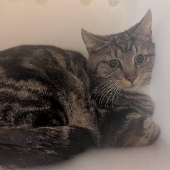 Domestic Short Hair Cats Available for Adoption in Jefferson City, Tennessee - Sammy | PetCurious