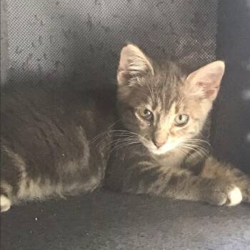 Bomba -  Domestic Short Hair Cat for Adoption in Westminster, California - Bomba | PetCurious