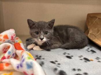 ASH -  Domestic Short Hair Cat for Adoption in Loveland, Colorado - ASH | PetCurious
