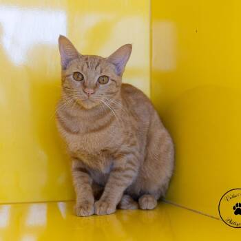 Kellie -  Domestic Short Hair Cat for Adoption in Abilene, Texas - Kellie | PetCurious