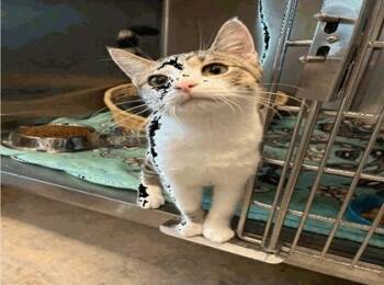 Rescue Domestic Short Hair Cats for Adoption in Fort Worth, Texas - Shredder | PetCurious