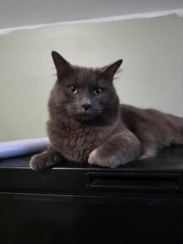 Rescue Domestic Long Hair and Maine Coon Cats for Adoption in Washington Township, New Jersey - Dusty | PetCurious