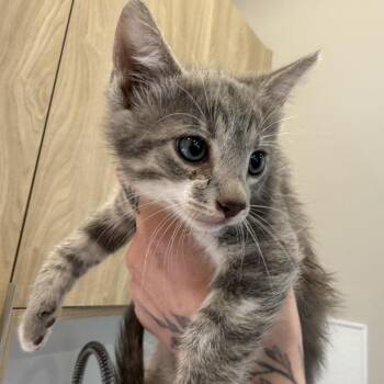 Noosa -  Domestic Medium Hair Cat for Adoption in Louisville, Kentucky - Noosa | PetCurious