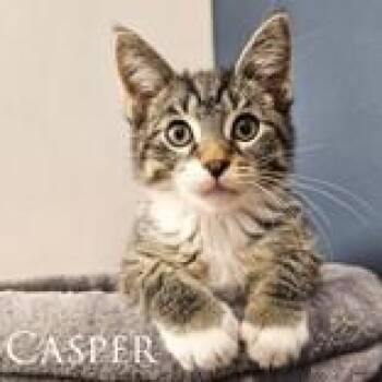 Casper -  Domestic Short Hair Cat for Adoption in Mineral Point, Wisconsin - Casper | PetCurious