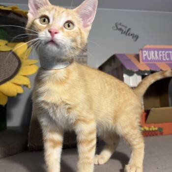 Mikael -  Domestic Short Hair Cat for Adoption in South Lyon, Michigan - Mikael | PetCurious