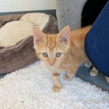 C26-039 Snack -  Domestic Short Hair Cat for Adoption - C26-039 Snack | PetCurious