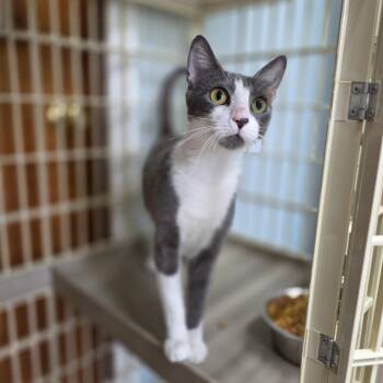 Catherine -  Domestic Short Hair Cat for Adoption in Valdosta, Georgia - Catherine | PetCurious