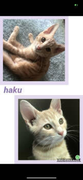 Rescue Tabby Cats for Adoption in Jeffersontown, Kentucky - Haku | PetCurious