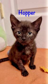 Hopper -  Domestic Medium Hair Cat for Adoption in Reston, Virginia - Hopper | PetCurious