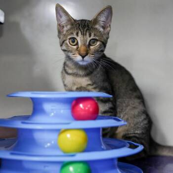 Roxanne -  Domestic Short Hair Cat for Adoption in Los Angeles, California - Roxanne | PetCurious