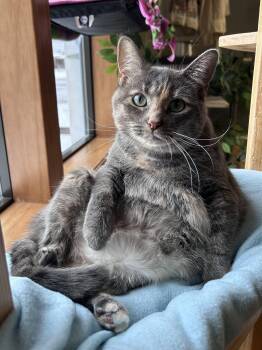 Bea -  Dilute Tortoiseshell Cat for Adoption in Bellaire, Michigan - Bea | PetCurious