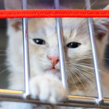 Freddy Purrcury -  Domestic Short Hair Cat for Adoption in Wilmington, Delaware - Freddy Purrcury | PetCurious