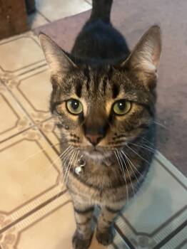 Rescue Domestic Short Hair Cats for Adoption in Hagaman, New York - Beautie | PetCurious