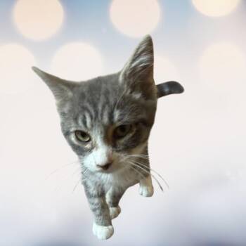 Boots -  Domestic Short Hair Cat for Adoption in La Plata, Maryland - Boots | PetCurious