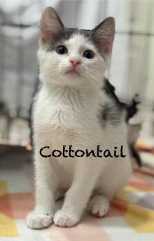 Domestic Short Hair Cats Available for Adoption in Pawleys Island, South Carolina - Cottontail | PetCurious