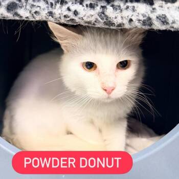 POWDER DONUT -  Domestic Short Hair Cat for Adoption in Pegram, Tennessee - POWDER DONUT | PetCurious