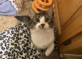 Jersey -  Domestic Long Hair Cat for Adoption in Dixon, California - Jersey | PetCurious