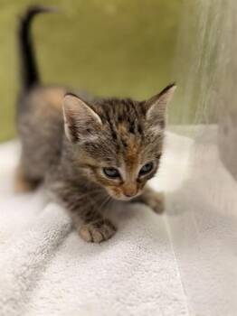 Domestic Short Hair Cats Available for Adoption in Riverside, California - A1916586 | PetCurious